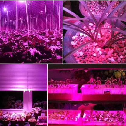 New220V 110V Full Spectrum LED Grow Light COB Chip 50W 30W 20W LED Beads DI